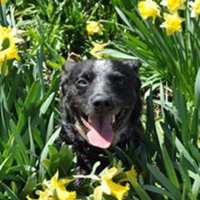 Dog smiling in a patch of daffodils.