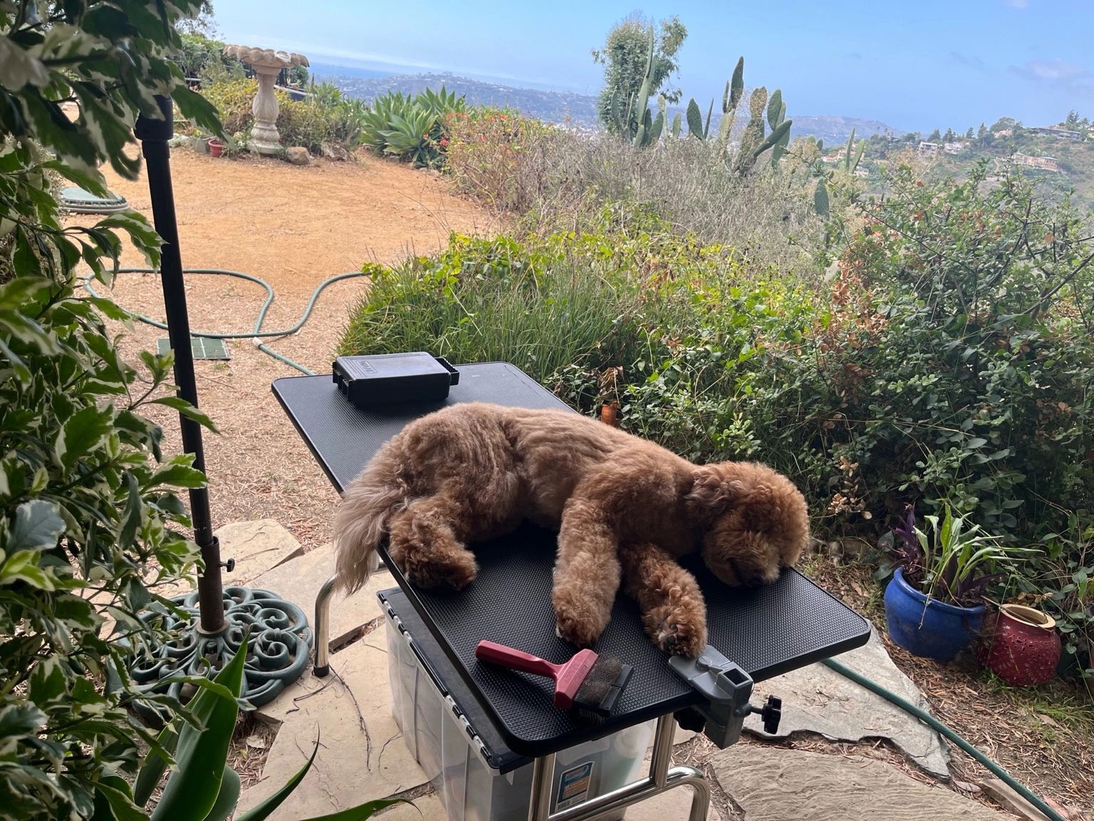 A fluffy brown dog sleeping on a grooming table outdoors.