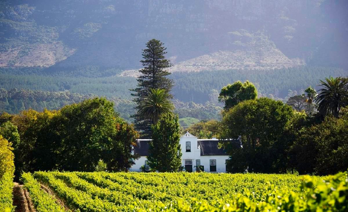 CAPE WINES