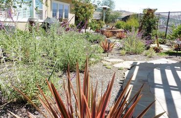 Eco friendly landscaping with native plants that use less water