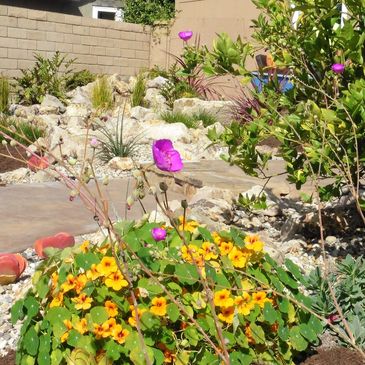 low water landscaping in Orange County