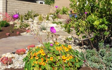 mix of non native and native southern california plants to create water wise garden