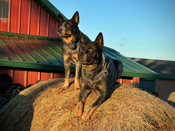 Diesel and Daisy AKC registered Blue Heelers Sire and Dam alert on top of a reound bale of hay at th