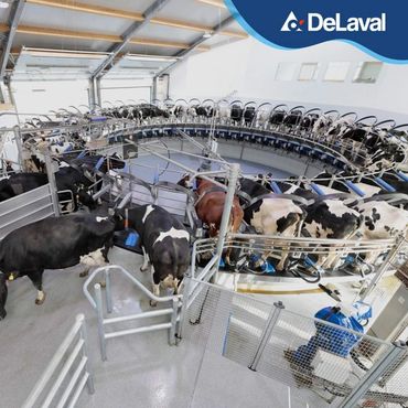 Sala de ordeño rotativa Delval Guatemala y El Salvador