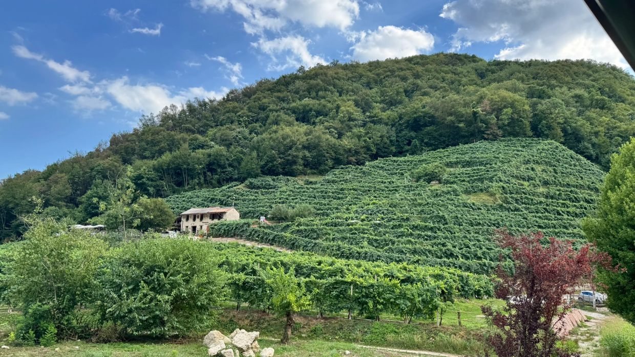A vineyard on a hillside under a blue sky with clouds.