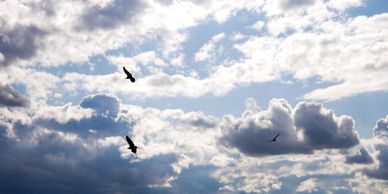 Eagles flying across the cloudy sky in El Chorro Natural Park