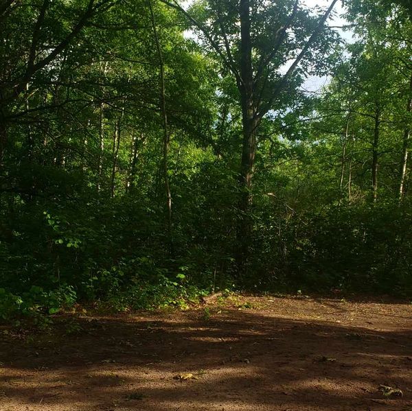 Sunlit dirt path surrounded by dense green forest.