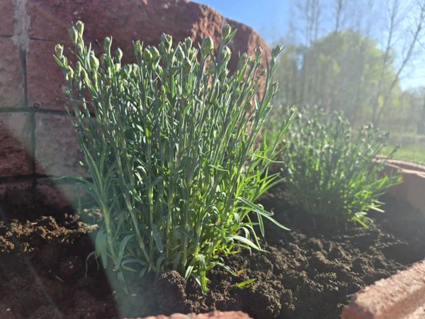 Young green plants growing in a sunlit garden bed with brick edging.