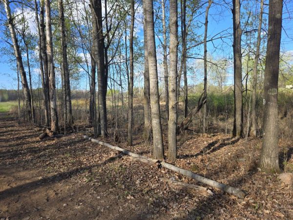 A forest scene with tall trees and a fallen log on the ground.