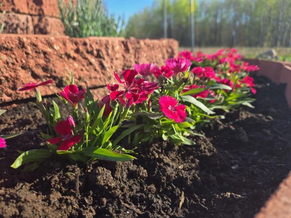 Bright pink flowers blooming in a garden bed with brick edging.