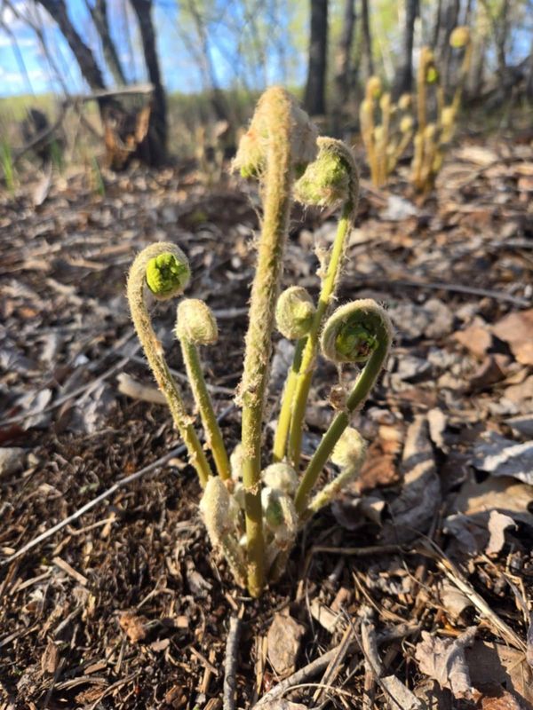 Close-up of young, curled fern fronds emerging from forest floor.