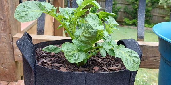 Plants in a growbag