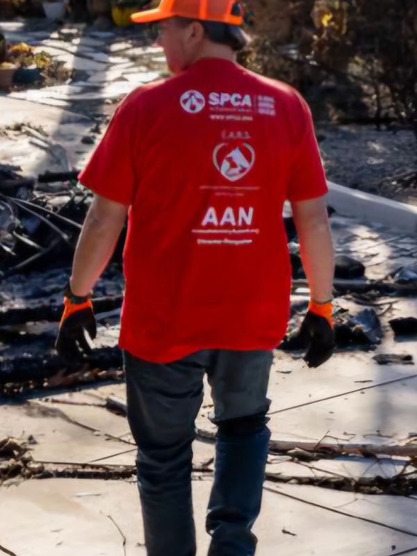 SPCAI & AAN 
With the support of the SPCAI we can help all animals domestically & internationally.