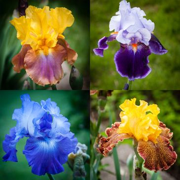 Collage of Irises 12x12  Metal Photograph