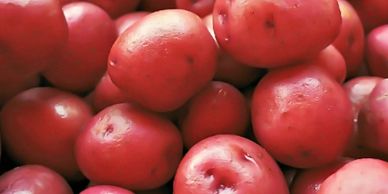 Blue Sky Farms of Florida
Red Potatoes