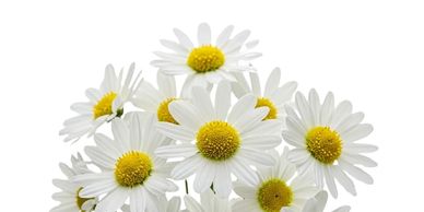 Fragrance Finder - Fragrance Description - Edge By Piazza - Flying Insect Control