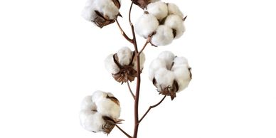 Fragrance Finder - Fragrance Description - Edge By Piazza - Fresh Cotton