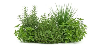 Fragrance Finder - Fragrance Descriptions - Edge By Piazza - Herbal Garden