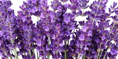 Fragrance Finder - Fragrance Description - Edge By Piazza - Lavender
