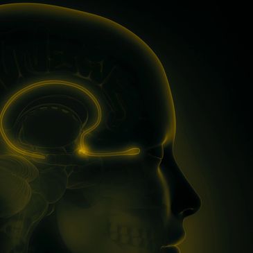 Olfactory Signal - brain