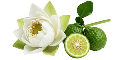 Fragrance Finder - Fragrance Description - Edge By Piazza - Snow Lotus & Bergamot
