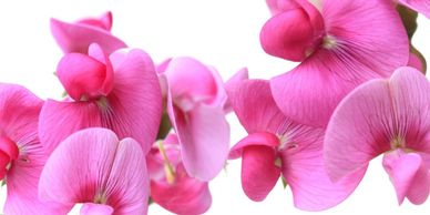 Fragrance Finder - Fragrance description - Sweet Floral - Edge By Piazza