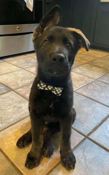 Puppy Conan with his dress bow tie.