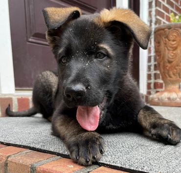 New German Shepherd pup, Conan.