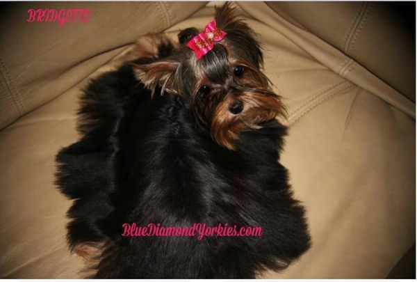 Yorkie puppies for sale.  Past Yorkies 