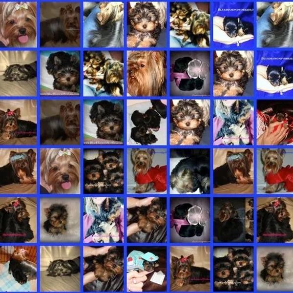 Blue Diamond Yorkies Yorkie puppies for sale . Yorkie puppy for sale Jacksonville Florida