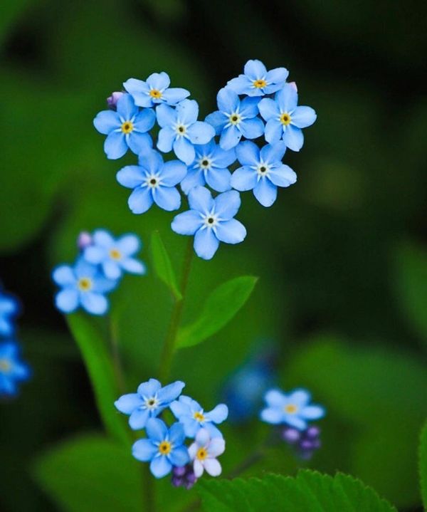 Forget Me Not Flowers