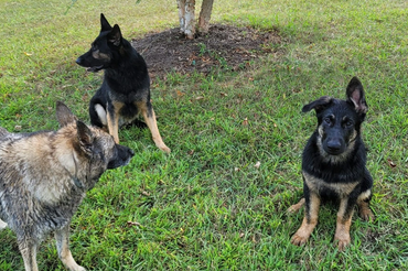 L to R: Senior Supervisor Daisy, Pappa Hodge, Baby Legend