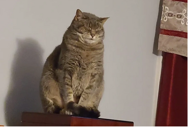 Sophie the Pocket Panther