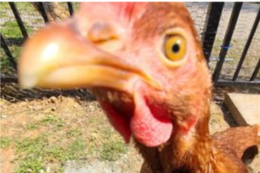 Assortment of dinosaurs