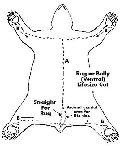 For any bear this is good for a life size or a rug.  For shoulder follow picture of deer.