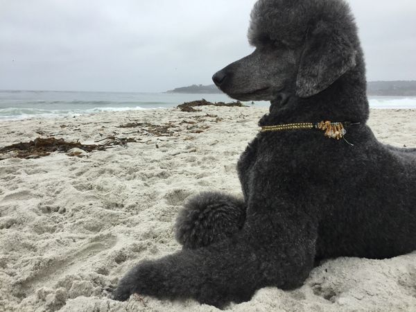 poodle at beach