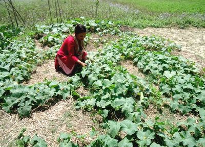 Sustainable Food Production in Nepal