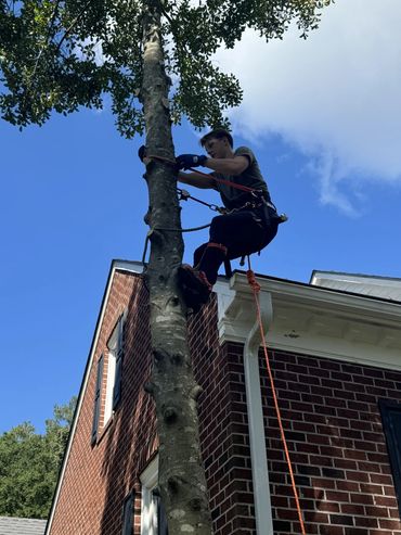 tree removal, tree trimming, tree climbing
