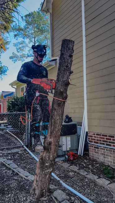 tree removal, tree trimming, tree climbing