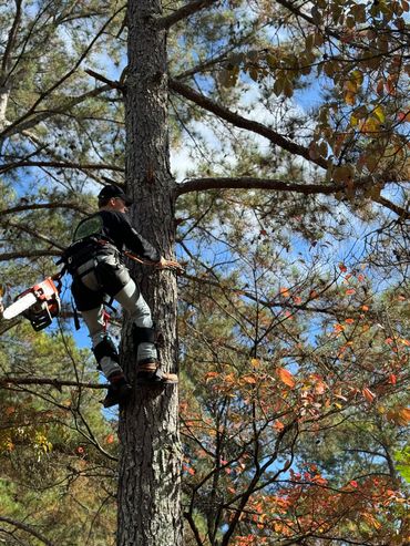 tree removal, tree climbing, tree trimming
