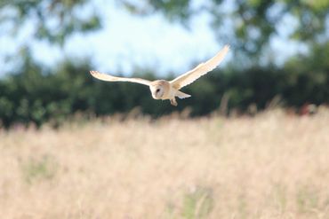 Barn owl in the Dorset countryside at glamping holidays shepherds huts at Rustic Stays