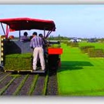 sod harvester cutting and stacking sod.