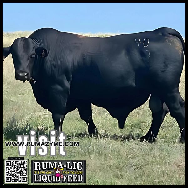Raised on Ruma-Lic Liquid Feed – enhancing growth, health, and performance. See the difference!