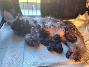 Maine Coon kittens for sale Kentucky