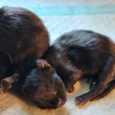 Maine Coon kittens for sale Kentucky