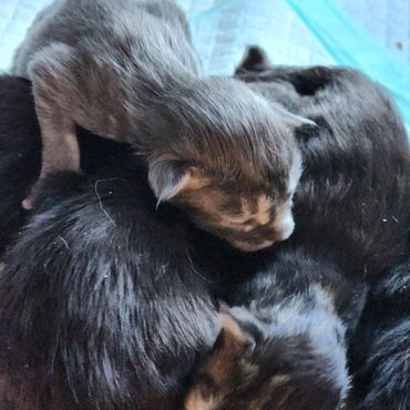 Maine Coon kittens for sale Kentucky