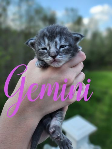 Maine Coon kittens for sale Kentucky