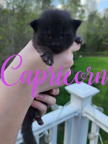 Maine Coon kittens for sale Kentucky