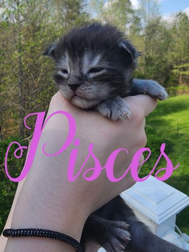 Maine Coon kittens for sale Kentucky