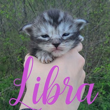 Maine Coon kittens for sale Kentucky